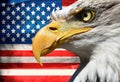 Eagle portrait closeup symbol usa or us stripes and stars flag Royalty Free Stock Photo