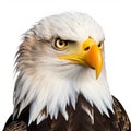 Eagle Portrait: High Quality Ultra Hd Image Of Majestic Bird