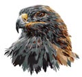Portrait of a steppe eagle with metallic plumage. The stern look of an eagle..directed to the side. Vector