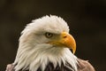 Eagle for President