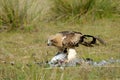 Eagle prey eaten Royalty Free Stock Photo