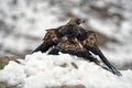 Eagle with a prey in winter Royalty Free Stock Photo