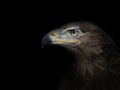 Eagle in profile close-up on a black background Royalty Free Stock Photo