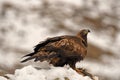 eagle protects its territory with a prey between claws Royalty Free Stock Photo