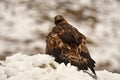 Eagle protects its territory with a prey Royalty Free Stock Photo