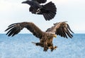 Eagle and raven. White-tailed sea eagle spreading wings.   Scientific name: Haliaeetus albicilla, also known as the ern, erne, Royalty Free Stock Photo