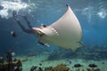 Eagle-ray Royalty Free Stock Photo