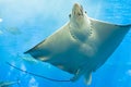 an eagle ray behind the glass with Marine life