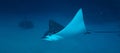 Eagle ray flying Royalty Free Stock Photo