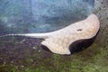 Eagle ray, guitarfish Potamotrygon schuhmacheri