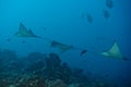 Eagle ray manta while diving in Maldives Royalty Free Stock Photo