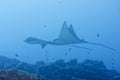 Eagle ray manta while diving in Maldives Royalty Free Stock Photo