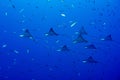 Eagle ray manta while diving in Maldives Royalty Free Stock Photo