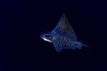 Eagle ray manta while diving in Maldives Royalty Free Stock Photo