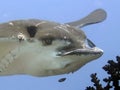 Eagle Ray - Raie aigle Royalty Free Stock Photo