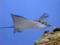 Eagle Ray - Raie aigle Royalty Free Stock Photo