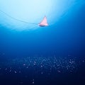 Eagle ray swimming over small fish in the ocean