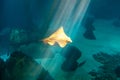 Eagle Ray underwater Royalty Free Stock Photo
