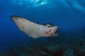 Spotted Eagle Ray, Wolf island, Galapagos