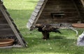 Eagle real falconry Royalty Free Stock Photo