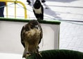 Eagle real falconry Royalty Free Stock Photo