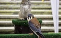 Eagle real falconry Royalty Free Stock Photo