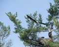 Eagle returning to nest with food for eaglets ready for fish Royalty Free Stock Photo