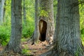 Eagle River Nature Center in Alaska Royalty Free Stock Photo