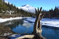 Road to Eagle River Park with tree trunk, Alaska Royalty Free Stock Photo