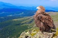 Eagle on rock Royalty Free Stock Photo