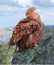 Eagle on rock Royalty Free Stock Photo