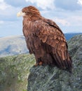 Eagle on rock Royalty Free Stock Photo