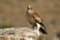 eagle on the rock in the mountain