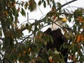 Eagle hiding in tree watching for prey