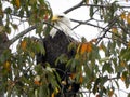 Eagle eye watching and alert after landing in tree