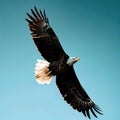 The eagle's flight is a dance of grace and power in the open sky Royalty Free Stock Photo