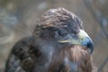 Eagle`s head close up behind the zoo cage Royalty Free Stock Photo