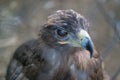 Eagle`s head close up behind the zoo cage Royalty Free Stock Photo