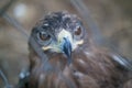 Eagle`s head close up behind the zoo cage Royalty Free Stock Photo