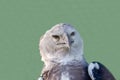 Eagle\'s head South American harpy (lat. Harpia harpyja) with a powerful predatory beak and a cunning look