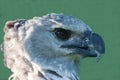 Eagle\'s head South American harpy (lat. Harpia harpyja) with a powerful predatory beak isolated