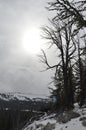 Hawk`s Nest View of Darland Mountain, Cascades, near Tampico, WA Royalty Free Stock Photo