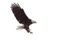 Eagle`s Talons and Wings Wide Open