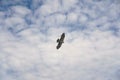 An eagle-shaped kite flies in the sky Royalty Free Stock Photo
