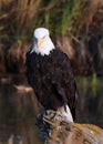Eagle with sharp eyes in Alaska Royalty Free Stock Photo