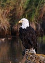 Eagle with sharp eyes in Alaska Royalty Free Stock Photo