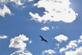 Eagle silhouette on blue cloudy sky background for concept design Royalty Free Stock Photo