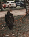 An eagle on siting on the ground Royalty Free Stock Photo