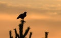 Eagle sits on the pine tree on sunset sky background Royalty Free Stock Photo