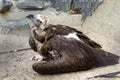 The eagle sits on a sand in a painful pose